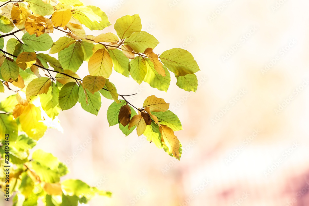 Tree twigs with autumn leaves on blurred background. Space for text Tree twigs with autumn leaves on blurred background. Space for text