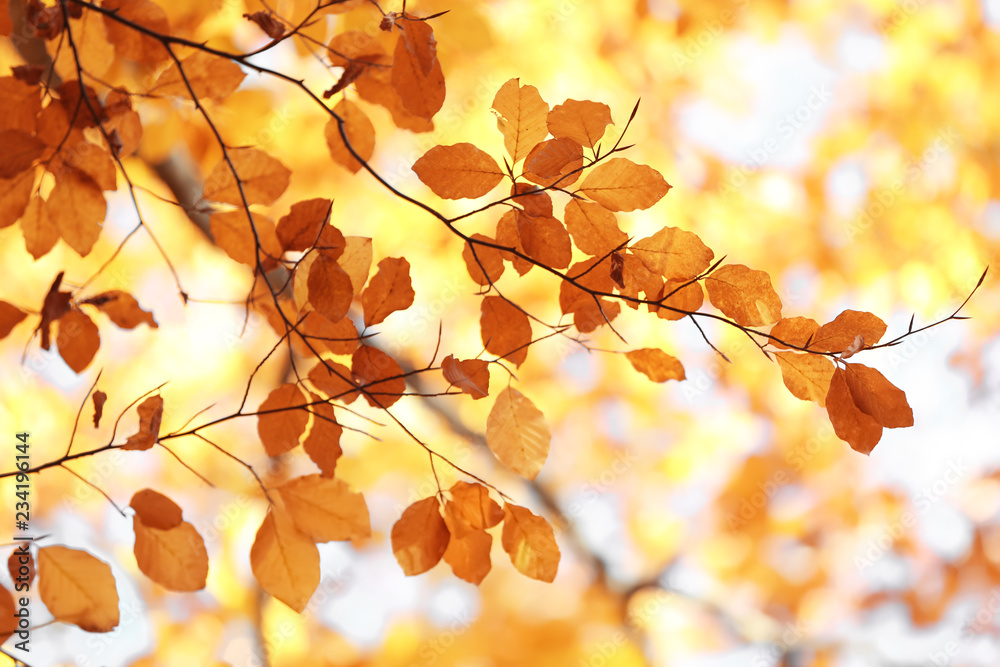 Tree twigs with autumn leaves on blurred background Tree twigs with autumn leaves on blurred background