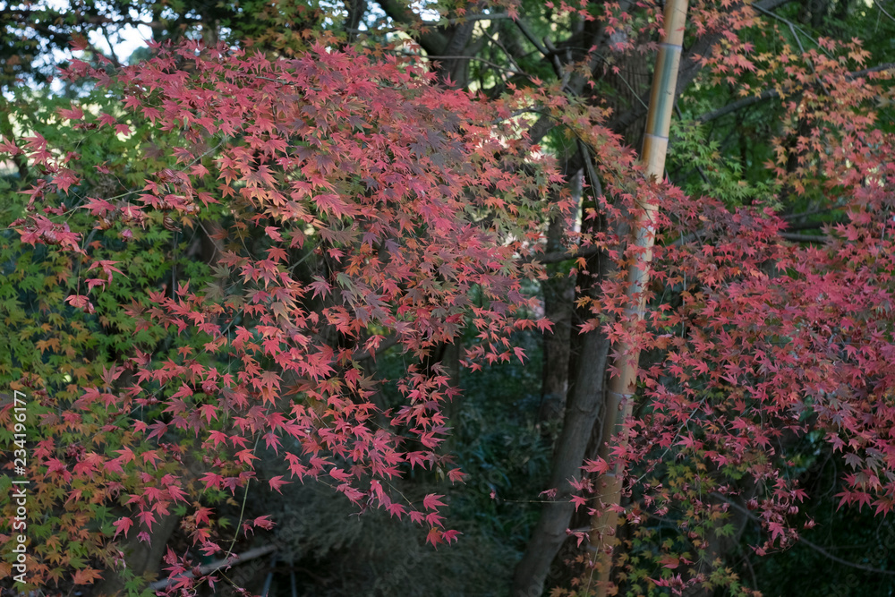 Fototapeta premium 清水山の紅葉