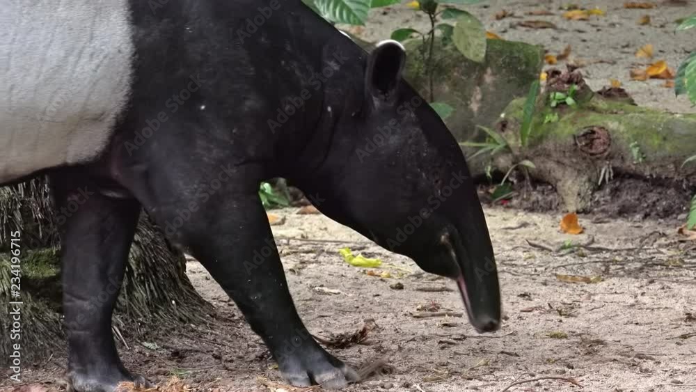 Malayan or Asian tapir (Tapirus Indicus) walking among trees and plants and sniffing ground with its nose trunk. Unusual exotic wild herbivorous animal foraging for food. Zooming out video Malayan or Asian tapir (Tapirus Indicus) walking among trees and plants and sniffing ground with its nose trunk. Unusual exotic wild herbivorous animal foraging for food. Zooming out video