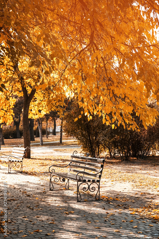 Picturesque landscape of autumn park on sunny day