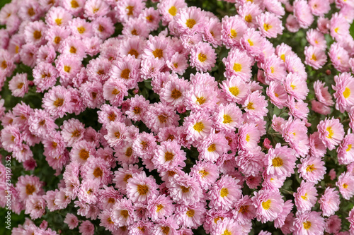 Beautiful bouquet of aromatic chrysanthemum flowers  closeup