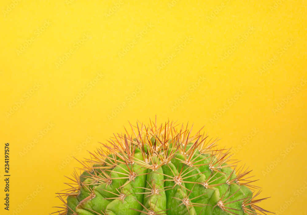 Green cactus on yellow background, Minimal creative design, Creative unusual  color