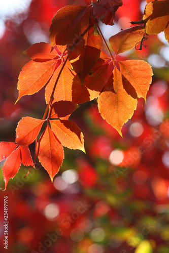 red creeper leaves in autumn 