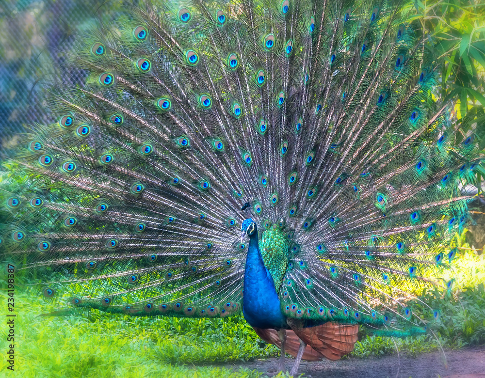 Obraz premium Peacock in the wildlife sanctuary. The males have long shiny green feathers, each with feathers in green, red, bronze, and brown, when tail dance spreads out to form nanotubes to attract females.