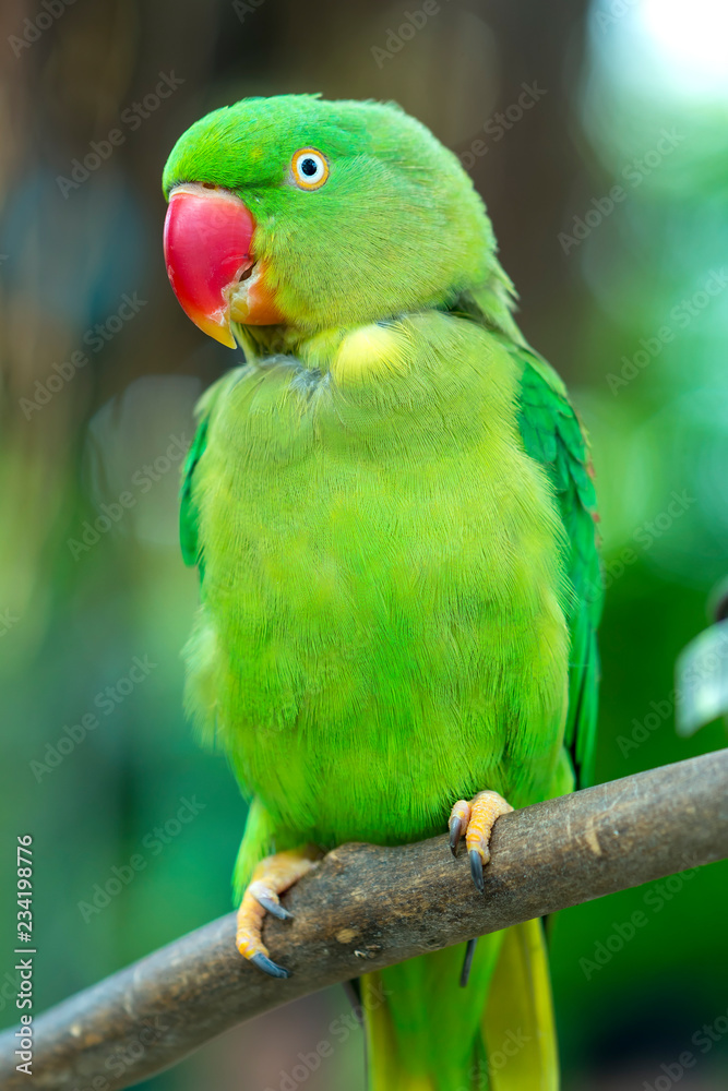 Obraz premium Portrait of Green eclectus parrot or Alexandrine Parakeet in the reserve. This is a bird that is domesticated and raised in the home as a friend