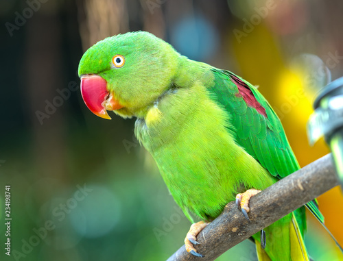 Portrait of Green eclectus parrot or Alexandrine Parakeet in the reserve. This is a bird that is domesticated and raised in the home as a friend