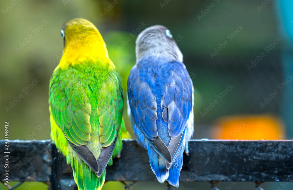 Obraz premium Lovebird parrots sitting together. This birds lives in the forest and is domesticated to domestic animals
