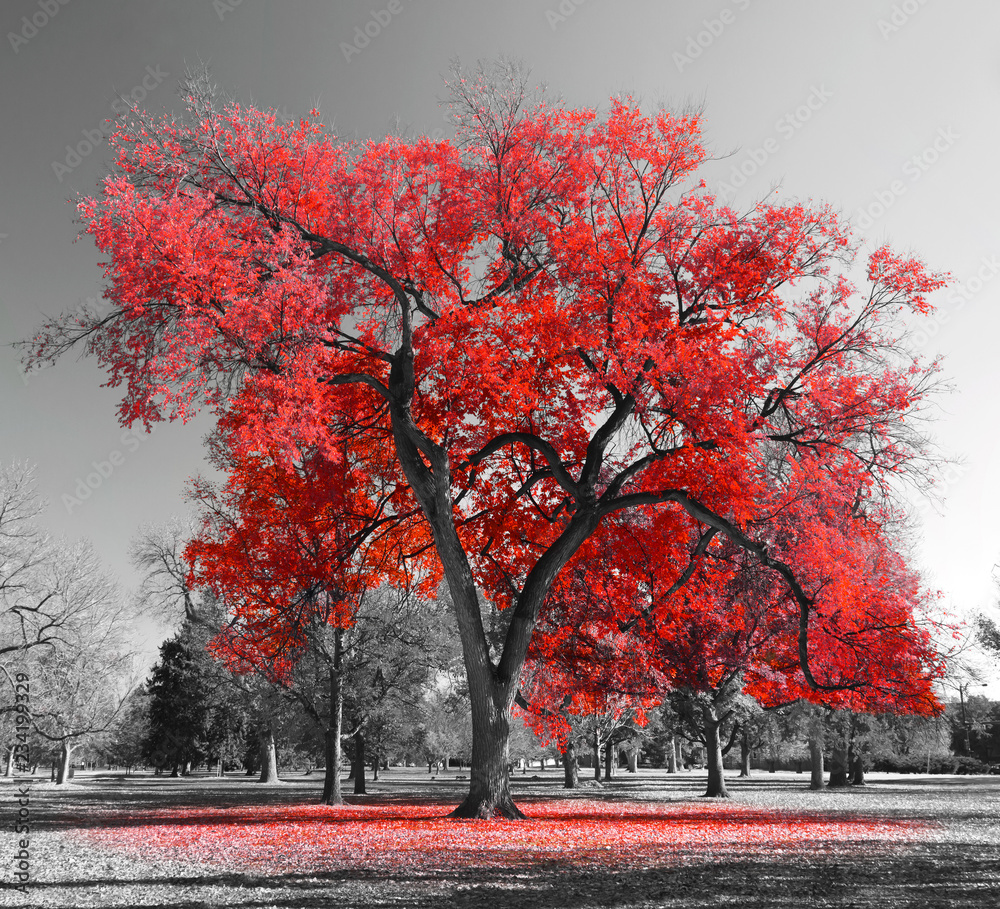 Big Red Tree in surreal black and white landscape scene Stock Photo | Adobe  Stock