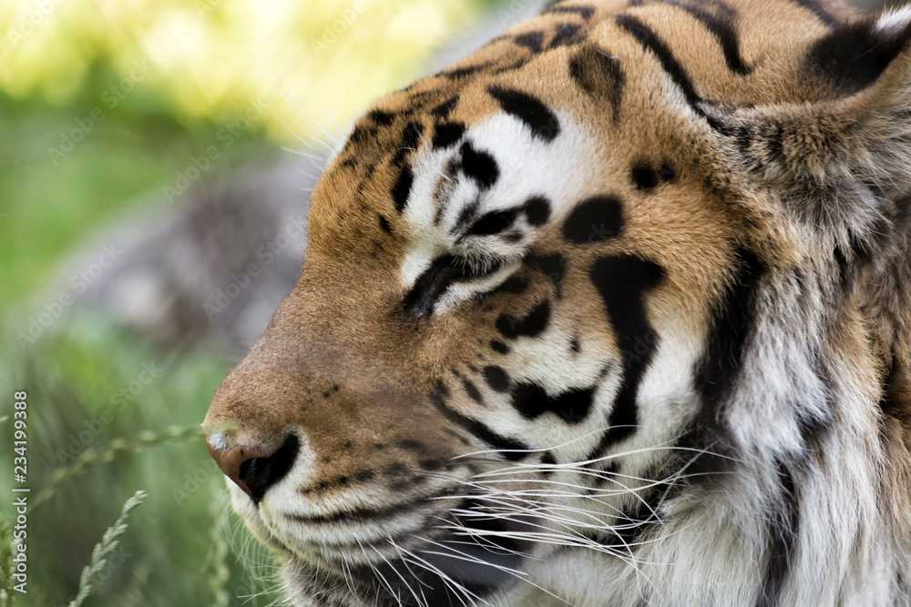 Fototapeta premium The Portrait of a Tiger