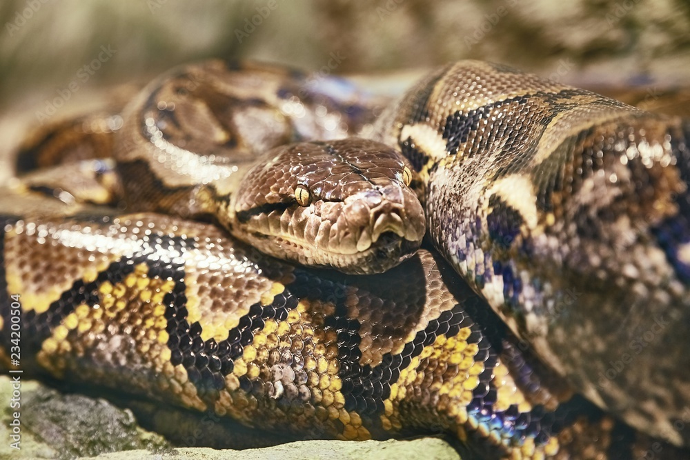 Reticulated python curled up Reticulated python curled up