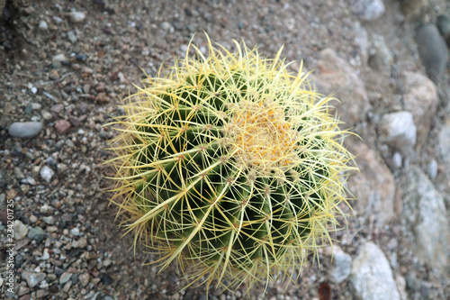 Desert Cactus 