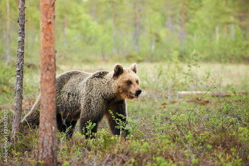 Brown bear walking in the finnish taiga.