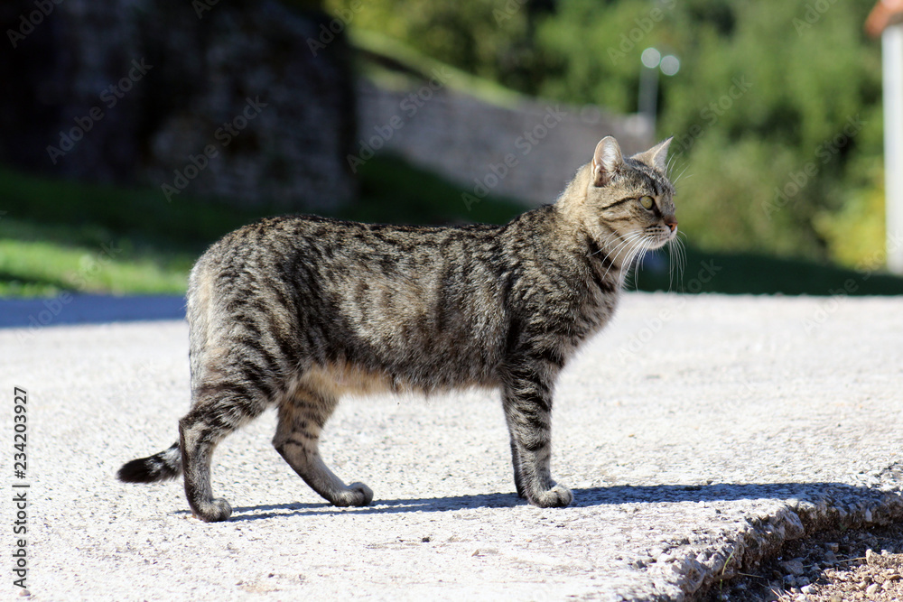 Obraz premium Domestic cat