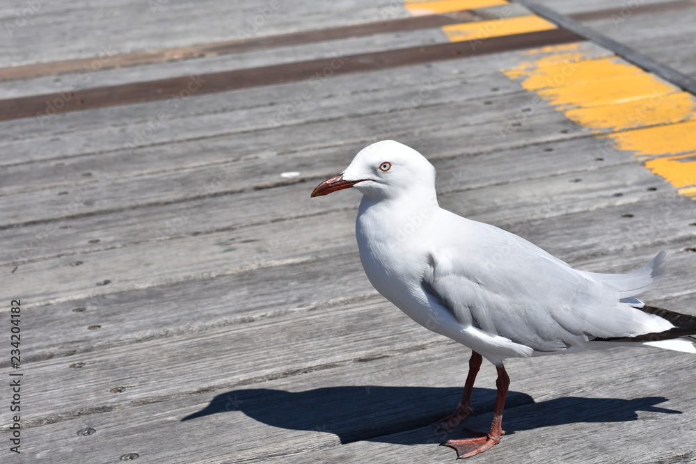 Seagull on Boardwalk Seagull on Boardwalk