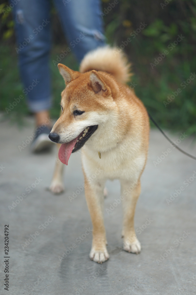 Brown color Shiba inu dog standing on the concrete floor