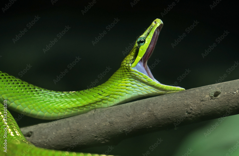 Obraz premium Close up Red-Tailed Green Ratsnake Yawning Isolated on Nature Background