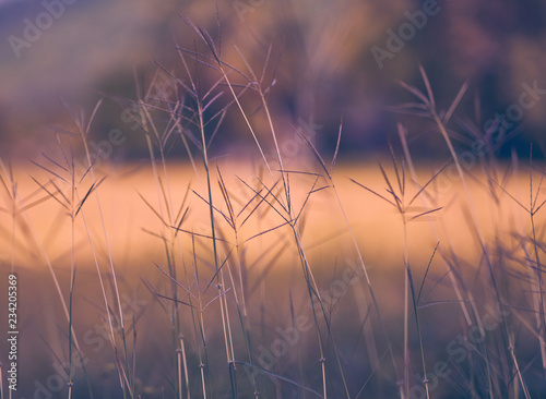 Beautiful Abstract Grass flowers in wind with soft focus add vintage color style for background..This picture is soft focus and is blurry blurred.