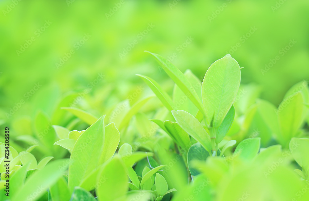 Green tree leaf on blurred background in the park with clean pattern. Close-up nature leaves in field for use in web design or wallpaper. Green tree leaf on blurred background in the park with clean pattern. Close-up nature leaves in field for use in web design or wallpaper.