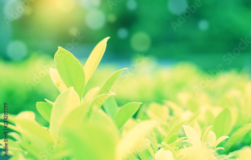 Green tree leaf on blurred background in the park with bokeh and sunlight.