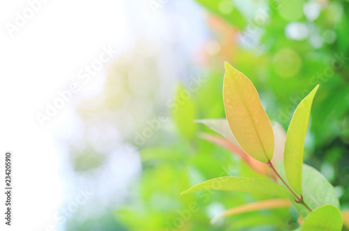 Fresh green tree leaf on blurred background in the summer garden with sun rays. Close-up nature leaves in field for use in web design or wallpaper.