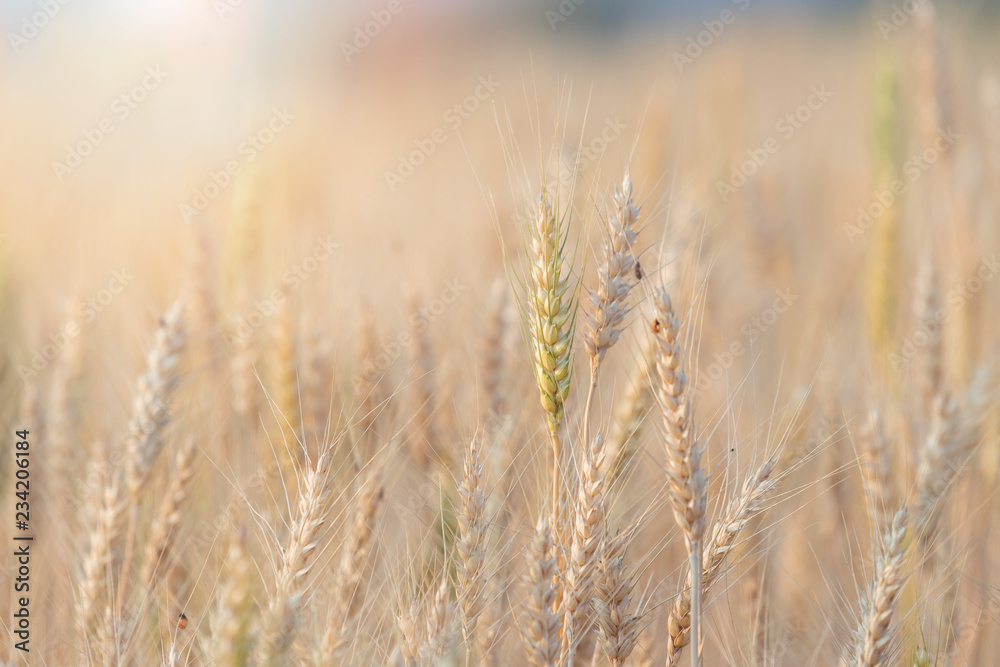 Beautiful landscape of Barley field at sunset time Beautiful landscape of Barley field at sunset time