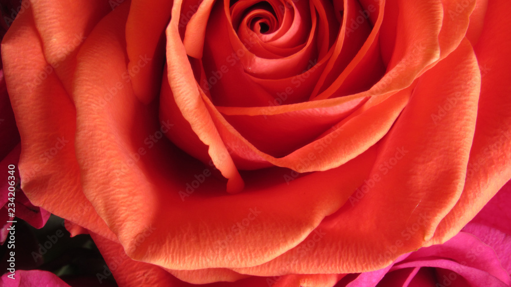 Naklejka premium Red Rose