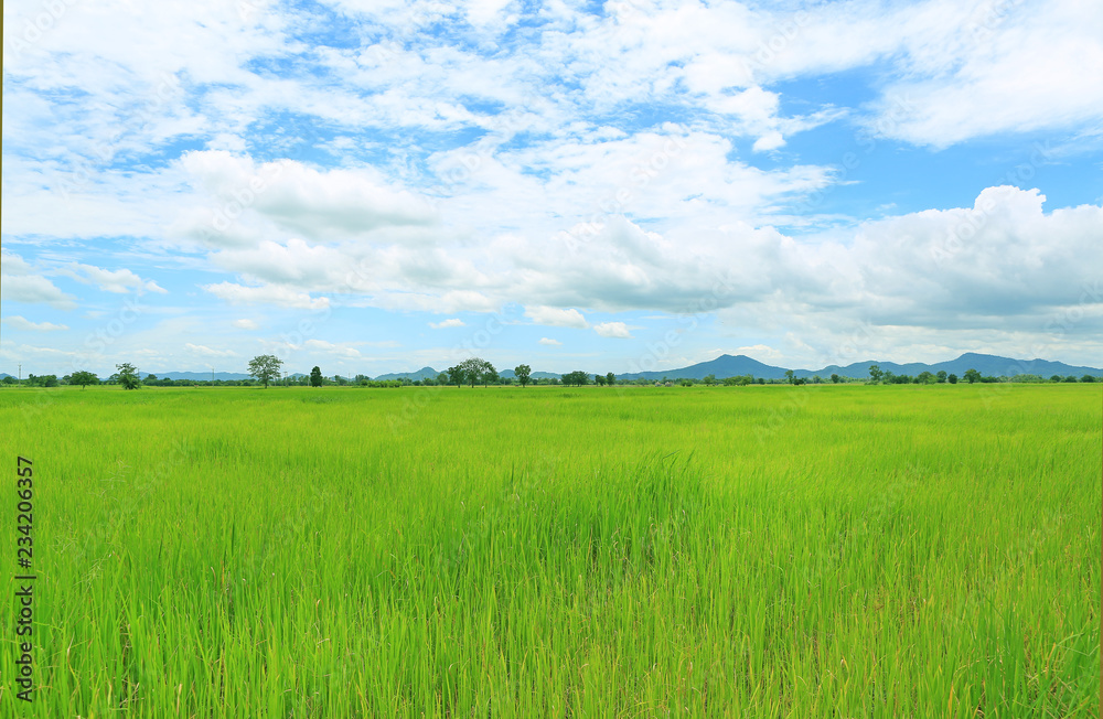 Landscape view young green paddy fields with sky and mountains