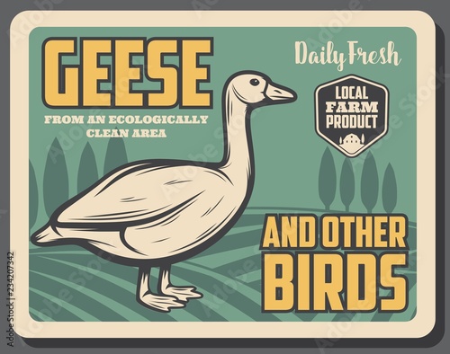 goose birds from farm, retro vector poster
