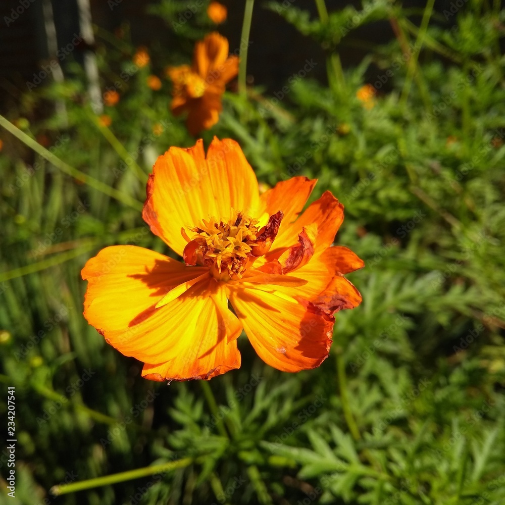 orange flower in the garden orange flower in the garden