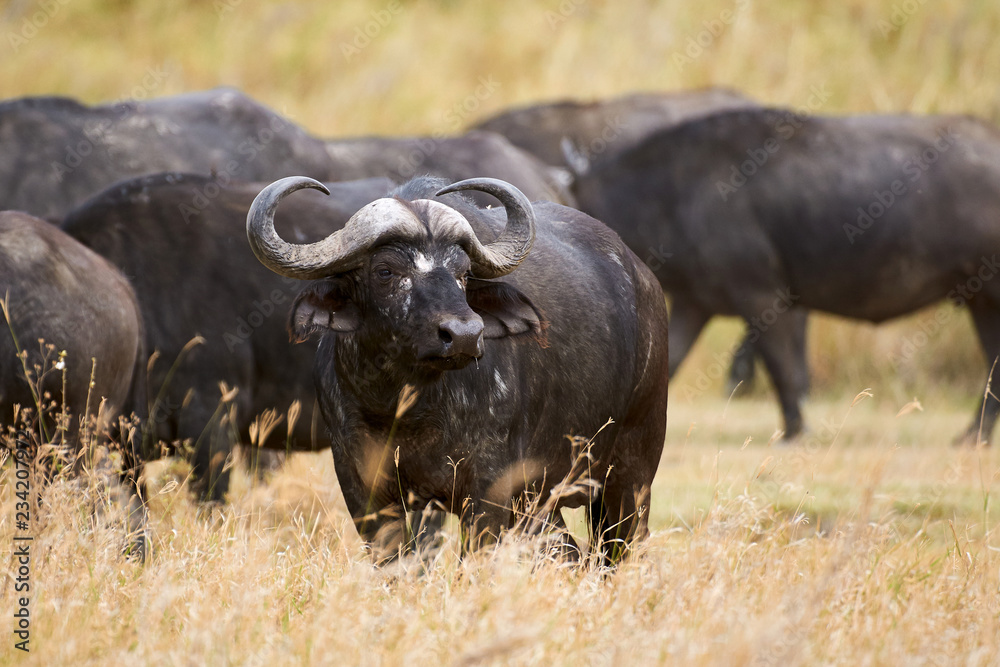 Obraz premium African buffalo (Syncerus caffer).