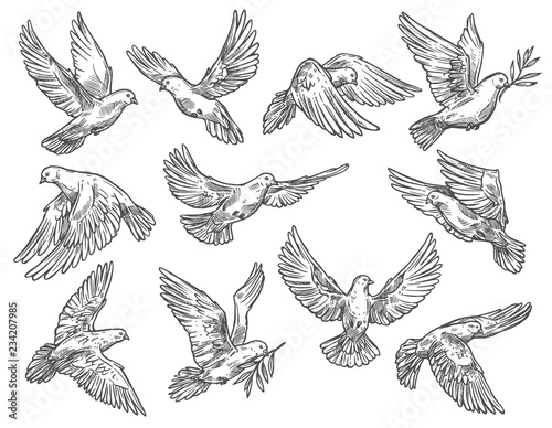 Leinwand Poster Pigeon flying with olive branch, vector sketch