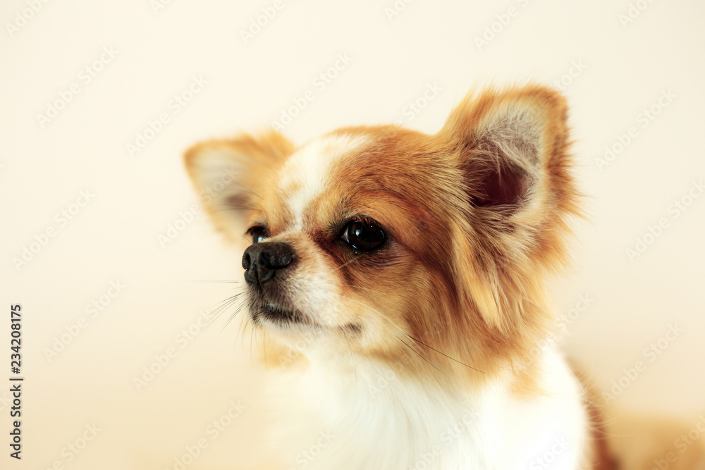 Dog with gray background. Dog with gray background.