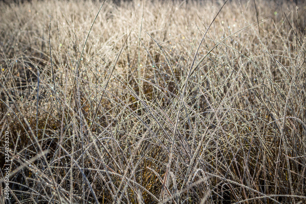 Obraz premium Dry grass covered with frost on a frosty morning, cold snap