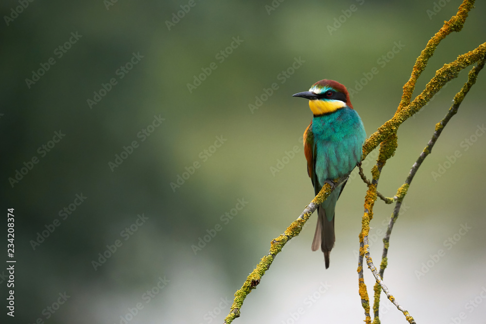 European bee eater, Merops apiaster. European bee eater, Merops apiaster.