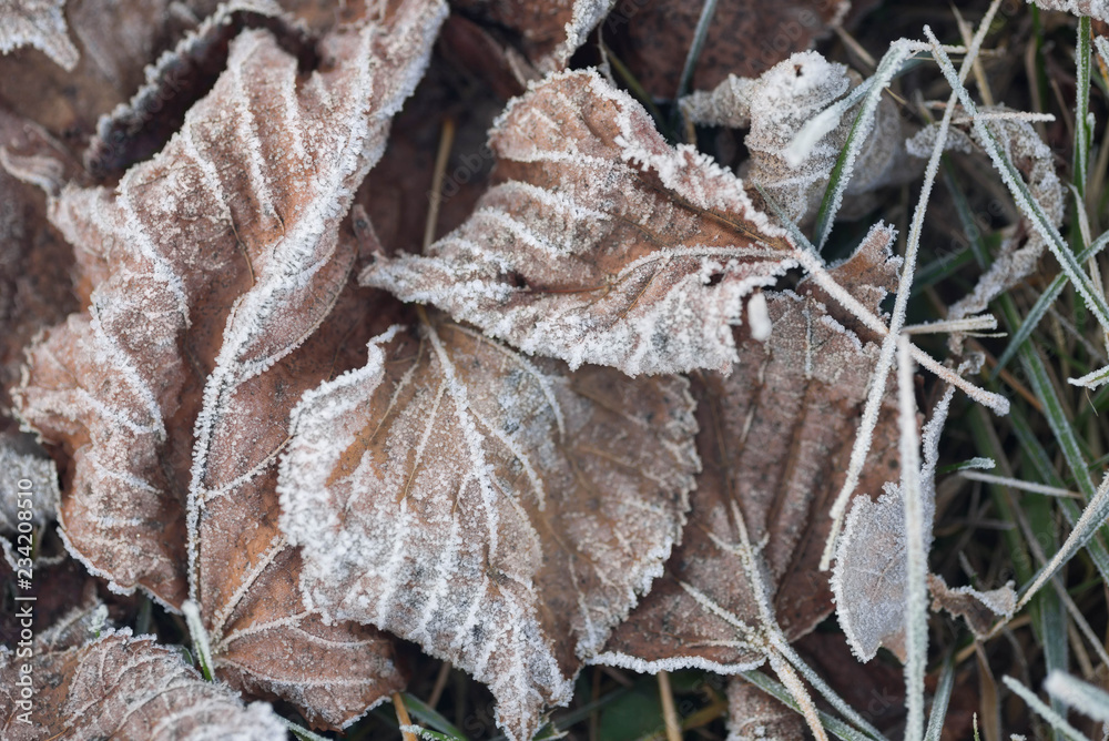 dried leaves covered with hoarfrost on ground dried leaves covered with hoarfrost on ground