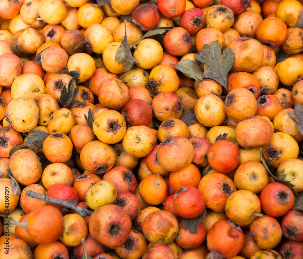 Wild fruit azarole, mediterranean medlar collected and sold in market