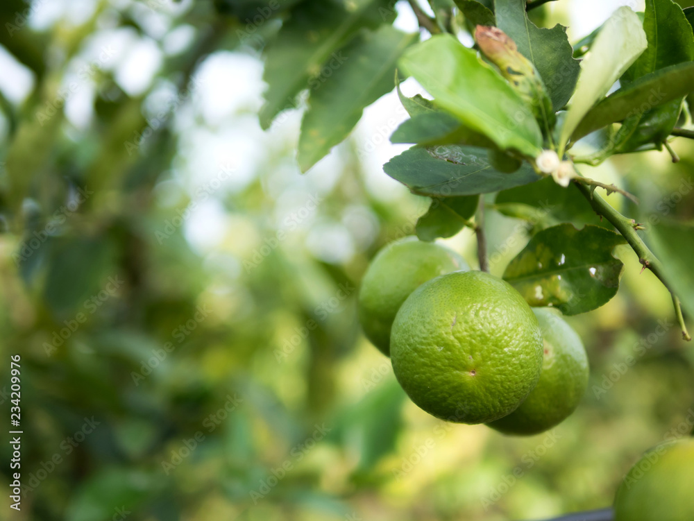 Close up green lime on trunk and blurred background