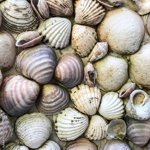 Background, texture of small seashells