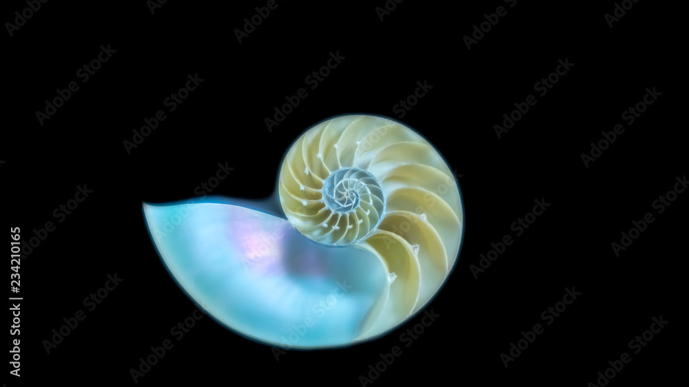 Obraz premium オウムガイ