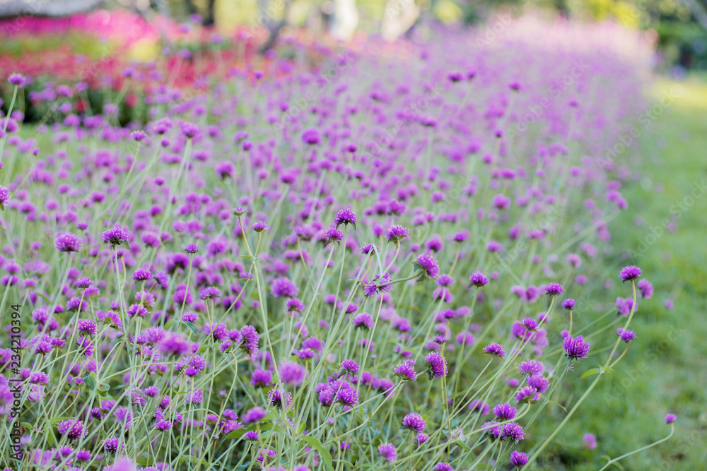 Naklejka premium Purple flower in garden.