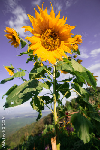 Fototapeta Naklejka Na Ścianę i Meble -  Beautiful sunflower are blooming with Sky Blue
