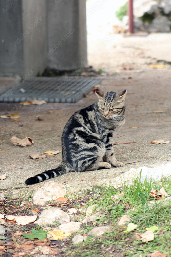 Obraz premium Big domestic cat