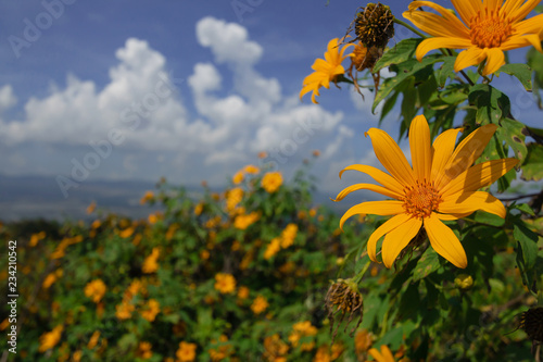 Fototapeta Naklejka Na Ścianę i Meble -  Beautiful Mexican sunflower are blooming with Sky Blue
