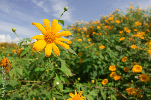 Fototapeta Naklejka Na Ścianę i Meble -  Beautiful Mexican sunflower are blooming with Sky Blue
