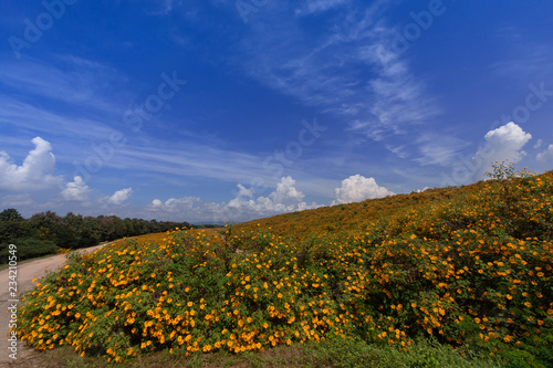 Fototapeta Naklejka Na Ścianę i Meble -  Beautiful Mexican sunflower are blooming with Sky Blue
