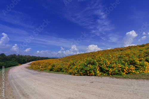 Fototapeta Naklejka Na Ścianę i Meble -  Beautiful Mexican sunflower are blooming with Sky Blue
