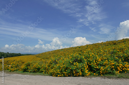 Fototapeta Naklejka Na Ścianę i Meble -  Beautiful Mexican sunflower are blooming with Sky Blue
