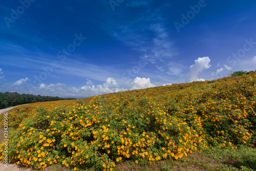 Fototapeta Naklejka Na Ścianę i Meble -  Beautiful Mexican sunflower are blooming with Sky Blue
