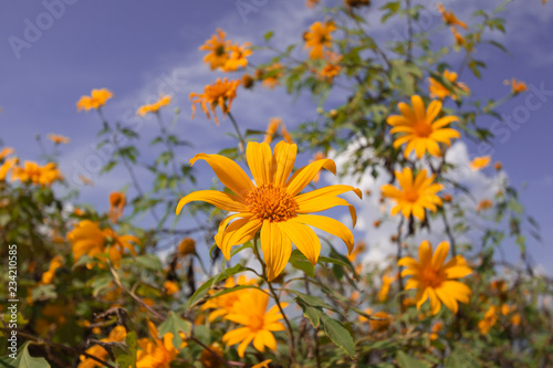 Fototapeta Naklejka Na Ścianę i Meble -  Beautiful Mexican sunflower are blooming with Sky Blue
